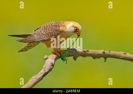 Falcon con cavalletta per locusto di cattura. Falcon rosso, Falvertinco vesus, uccello seduto sul ramo con fondo verde chiaro, insetto nel disegno di legge, un Foto Stock