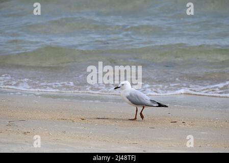 Seagull, o gabbiano d'argento, camminando lungo una spiaggia sabbiosa, proprio accanto all'acqua, con piccole onde che si avvicinano dolcemente alla riva sullo sfondo Foto Stock