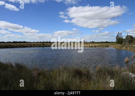 Piccolo lago a Edithvale Wetlands, nella periferia di Melbourne, durante una giornata di sole, con molte canne in primo piano e sfondo Foto Stock