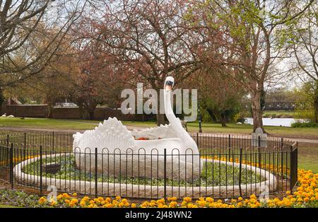 Grande cigno ornamentale nei giardini di Stapenhill, Burton on Trent, Regno Unito Foto Stock