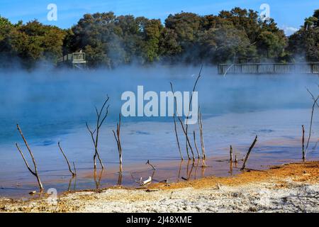 Il lago geotermico a vapore nel Parco Kuirau, Rotorua, Nuova Zelanda Foto Stock