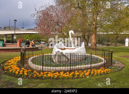 Grande cigno ornamentale nei giardini di Stapenhill, Burton on Trent, Regno Unito Foto Stock