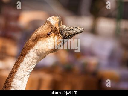 molto triste aspetto di oca cinese Foto Stock