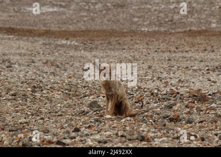 Death Valley Coyote Foto Stock