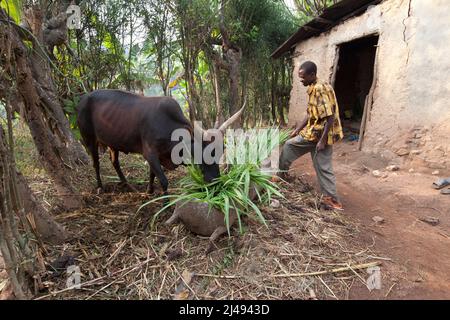 Jean Bosco Ngabonziza, 37 anni, sposato con 5 figli, fu selezionato per IL programma ARDI perché era molto povero. Ha cambiato mentalità come risultato del progetto con la formazione e la sua produttività agricola aumentata. Ora i suoi figli vanno a scuola. La sua famiglia aveva 6 mucche quando stava crescendo, ma li vendettero tutti per pagare le tasse scolastiche di suo fratello. Egli stesso ha solo raggiunto la scuola elementare. ARDI gli diede capre e mucca. La mucca lo rende felice di avere di nuovo latte. Foto Stock