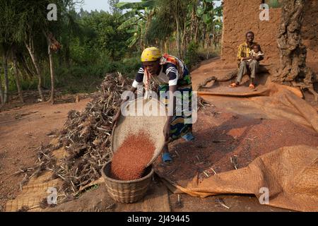 Jean Bosco Ngabonziza, 37 anni, si sposò con 5 figli, con il figlio più giovane. Selezionato per IL programma ARDI perché era molto povero, dice che il progetto ha cambiato mentalità e con la formazione la sua produzione agricola è aumentata. Ora i suoi figli vanno a scuola. La sua nuova casa è stata pagata vendendo 6 capre allevate dalle capre che gli sono state date. Fotografia di Mike Goldwater Foto Stock