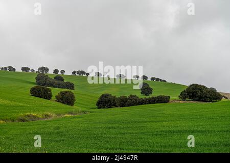 Lecci tra i campi di cereali verdi, in un paesaggio leggermente ondulato Foto Stock