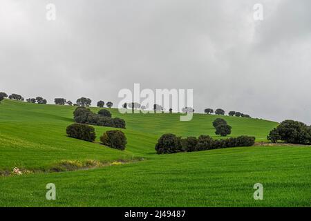 Lecci tra i campi di cereali verdi, in un paesaggio leggermente ondulato Foto Stock