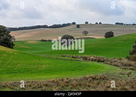 Lecci tra i campi di cereali verdi, in un paesaggio leggermente ondulato Foto Stock