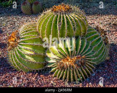 Primo piano di Clump Barrel Cactus (Ferocactus schwarzii) Foto Stock