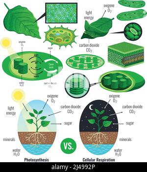 Elementi infografici di fotosintesi biologica con conversione dell'energia luminosa ciclo calvin schema piante respirazione cellulare vettore colorato illustrati Illustrazione Vettoriale