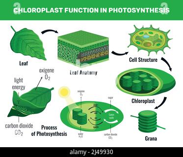 Cloroplasto che converte l'energia leggera in zucchero per le cellule di piante verdi illustrazione vettoriale dello schema degli elementi infografici della fotosintesi alimentare Illustrazione Vettoriale