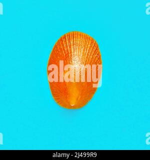 Flat Lay immagine isolata di una conchiglia costiera su uno sfondo azzurro chiaro Foto Stock
