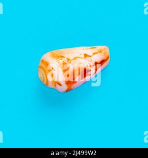 Flat Lay immagine isolata di una conchiglia costiera su uno sfondo azzurro chiaro Foto Stock