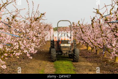 Trattore agricolo nei campi fioriti della città di Aitona, Lleida, Spagna. Foto Stock