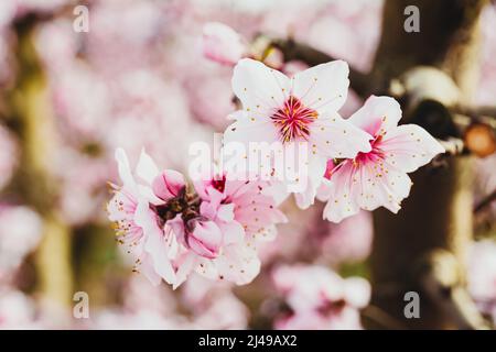 Primavera fioritura di pesche nei campi di frutta nel villaggio di Aitona, Lleida, Spagna. Foto Stock