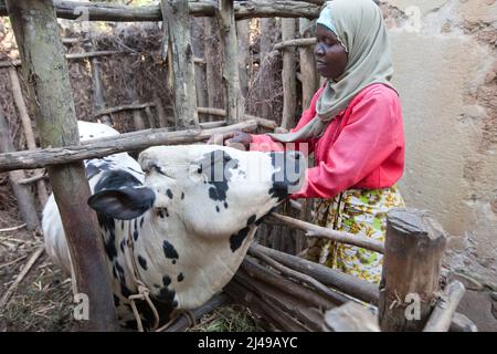 Zainab Nyirazirwanda, 45 anni, vedova il cui marito morì nel 1994. Ha due figli, Shadia Nzayisenga, figlia, 20 e figlio Issa Tuzimana, 17 e nipote, Maniraguha, 2. Prima del programma la sua agricoltura ha prodotto molto poco. Ora dai proventi della sua agricoltura ha comprato una mucca, polli, capre. Ha comprato terra per coltivare mais e vende sale e olio di palma nel mercato. Ha comprato un telefono cellulare e invia suo figlio alla scuola secondaria. Fotografia di Mike Goldwater Foto Stock