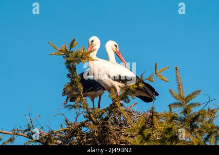 Coppia di cicogna bianca in nido. La primavera è tempo di amare le cicogne. Foto Stock