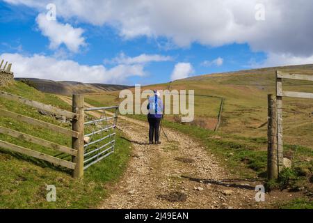 08.04.2022 Dufton, Westmorland, Regno Unito. Camminatore femminile di collina che indossa blu e viola dirigendosi verso High Cup Nick sulla passeriera Pennine Foto Stock