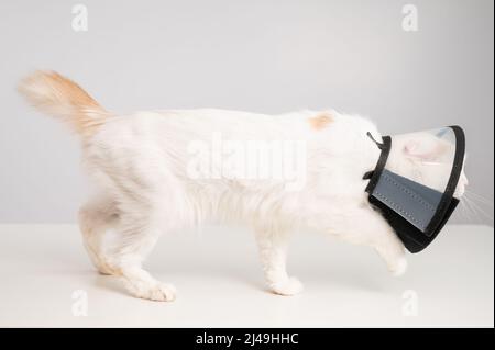 Gatto bianco in un collare conico protettivo. Foto Stock