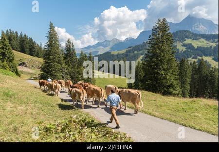Tradizionale discesa di bestiame, noto come Almabtrieb o Alabzug, dai pascoli di montagna alla valle delle Alpi svizzere, in Svizzera Foto Stock