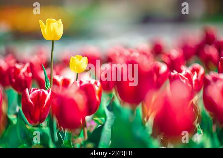 Tulipani su sfondo soleggiata bella natura primavera Foto Stock