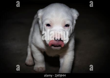 Divertente cucciolo bianco con la sua lingua appesa fuori. Un cucciolo di tre mesi della razza del cane pastore dell'Asia Centrale. Il cucciolo gli lecca il naso. Foto Stock