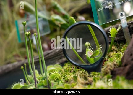 Stoccarda, Germania. 13th Apr 2022. Un flytrap di Venere si trova in un letto di esposizione per piante carnivore di un nuovo edificio per piccoli mammiferi, uccelli, piante carnivore e animali insettivori nel giardino zoologico-botanico di Stoccarda. Il nuovo edificio è composto da recinzioni, voliere e letti espositore. Credit: Marijan Murat/dpa/Alamy Live News Foto Stock