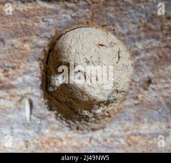 Nestverschluss von Wildbienbrutrofehre, Nest chiusura del tubo di covata di api selvatiche Foto Stock