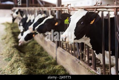 mucche bianche e nere che masticano erba in stalla in fattoria Foto Stock