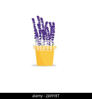 Bel fiore in una pentola. Pianta in una pentola. Lavanda Illustrazione Vettoriale
