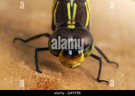 Foto macro, dettagli dell'occhio del corpo. Dragonfly in habitat naturale utilizzando come sfondo o carta da parati. Il concetto per scrivere un articolo. Foto Stock