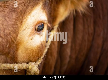 Limousin (francese: Limousine) bull in una fiera del bestiame Foto Stock