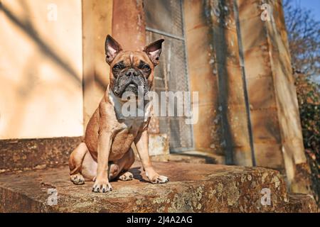 Cane francese Bulldog seduto con orecchie appuntite Foto Stock