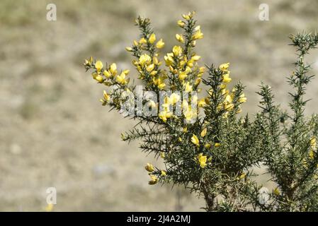 Primo piano di un Gorse Bush (Ullex europaeus) a destra dell'immagine con spazio di copia a sinistra dell'immagine, contro uno sfondo erboso preso nel Mid-Wales, Regno Unito Foto Stock