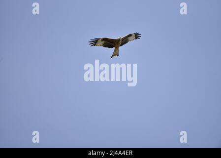 Red Kite (Milvus milvus) verso l'alto verso la fotocamera, contro un cielo blu, in alto al centro dell'immagine, con spazio copia sotto, scattato nel Mid-Wales, Regno Unito Foto Stock