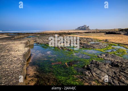 Piscine rocciose sulla spiaggia di Bambburgh con il Castello di Bambburgh sullo sfondo, Northumberland, Inghilterra Foto Stock