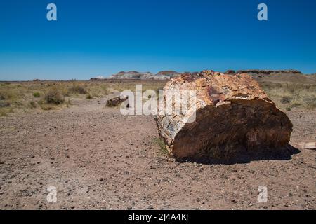 Un grande pezzo di legno pietrificato sullo sfondo di un deserto al Parco Nazionale della Foresta pietrificata in Arizona Foto Stock