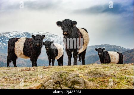 Bestiame Galloway con cintura nel Lake District, Cumbria, Regno Unito Foto Stock