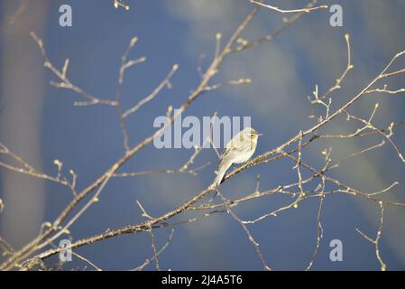 Sunlit Chiffchaff comune (Phylloscopus collybita) arroccato su un ramo nel profilo destro a destra dell'immagine, con Copy Space a sinistra, contro Blue Sky Foto Stock