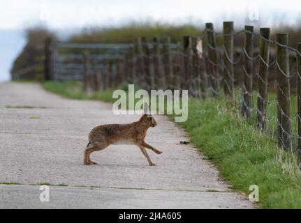 Una lepre marrone attraversa una corsia, Chipping, Preston, Lancashire, Regno Unito Foto Stock