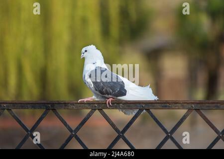 Bellissimo piccione ornamentale colorato seduto su una recinzione di metallo. Foto Stock