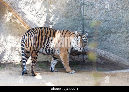 Panthera tigris sumatrae - Tiger Sumatran nel suo habitat nel parco. La tigre sta riposando e guardando i suoi dintorni. Foto Stock