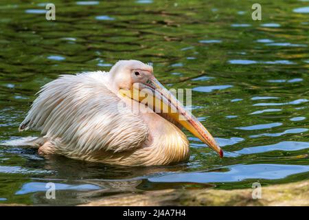 Pelecanus onocrotalus - uccello pelicano bianco grande nuota sull'acqua. Foto Stock