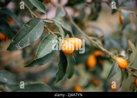 Fortunella margarita Kumquats o cumquats ramo con agrumi arancio da vicino Foto Stock