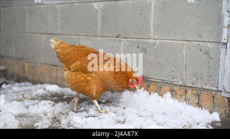 Animale vita invernale con due galline in piuma rossa e arancione in piedi e camminare in cortile pieno di neve bianca e sfondo blurry pollo casa, anima Foto Stock