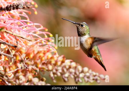 Hummingbird femmina di Allen o hovering immaturo e alimentazione. Santa Cruz, California, Stati Uniti. Foto Stock