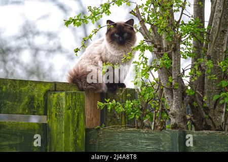 Gatto Ragdoll Foto Stock