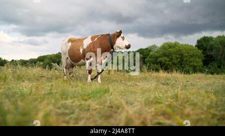 La mucca defocused grazes nel prato. Il vitello rosso si sgrana nel prato. Defocused pittoresco paesaggio rurale con mucca pascolo, campo agricolo. Foto Stock