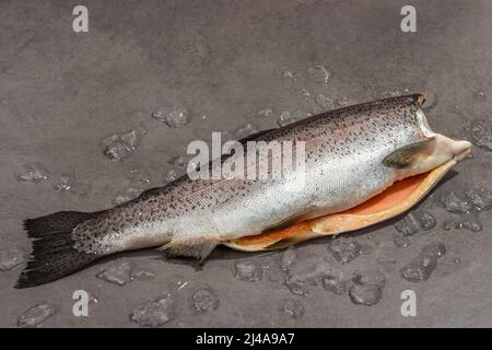 Carcassa di trota cruda con ghiaccio su fondo di pietra grigia in calcestruzzo. Pesce di mare, cibo sano, luce dura alla moda, ombra scura, spazio copia Foto Stock